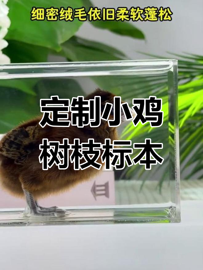 小鸡离世后,朋友将它的绒毛做成标本,仿佛重生般温暖记忆