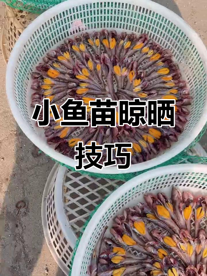 纯野生小鱼苗晒干,带籽超可爱!