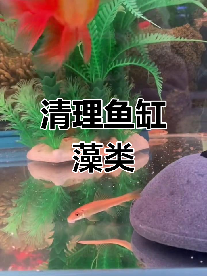 如何有效清除鱼缸青苔