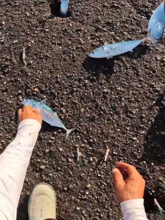 钓到的鲣鱼,最好的做法就是炙烤鲣鱼肉 钓鱼 海鲜美食