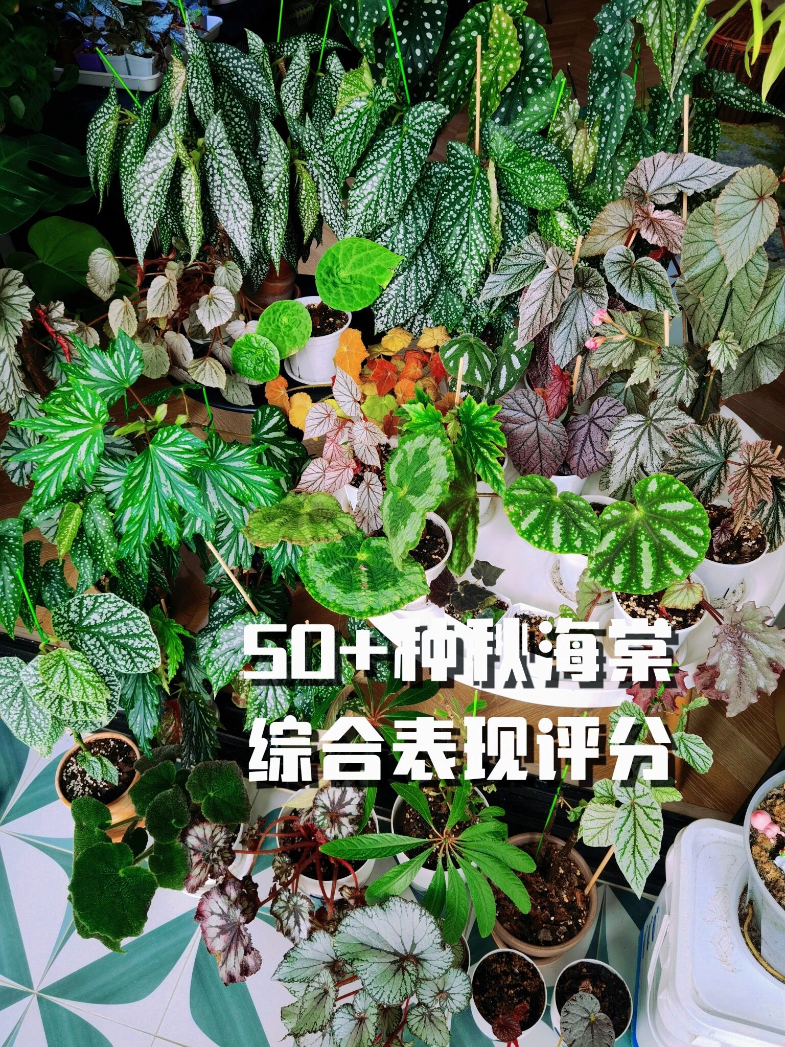 养过50+种秋海棠,谁最好养?