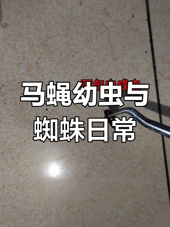 巨型生物体内的奇妙世界:面包虫与蜘蛛的日常