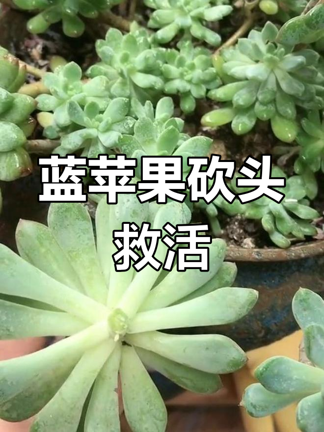 蓝苹果多肉长徒了,砍头重生法让它焕发新生