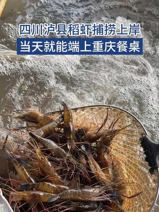 「四川泸县稻虾上岸当天端上重庆餐桌」“一水两用、一田多收”,29日,“奋楫争上游·改革‘四