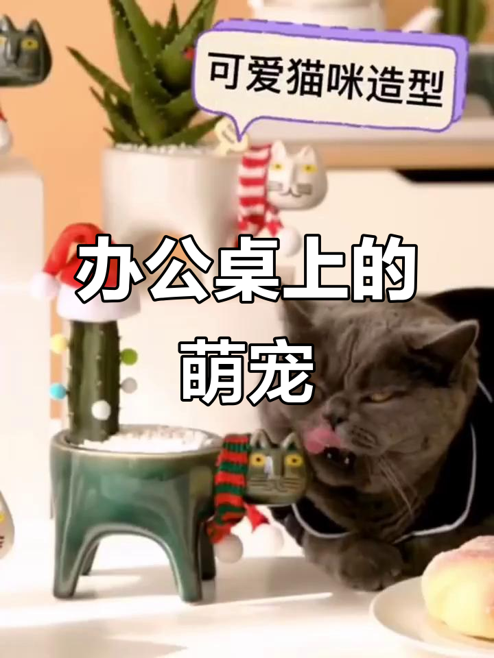 仙人掌与猫咪尾巴,办公室的可爱盆栽