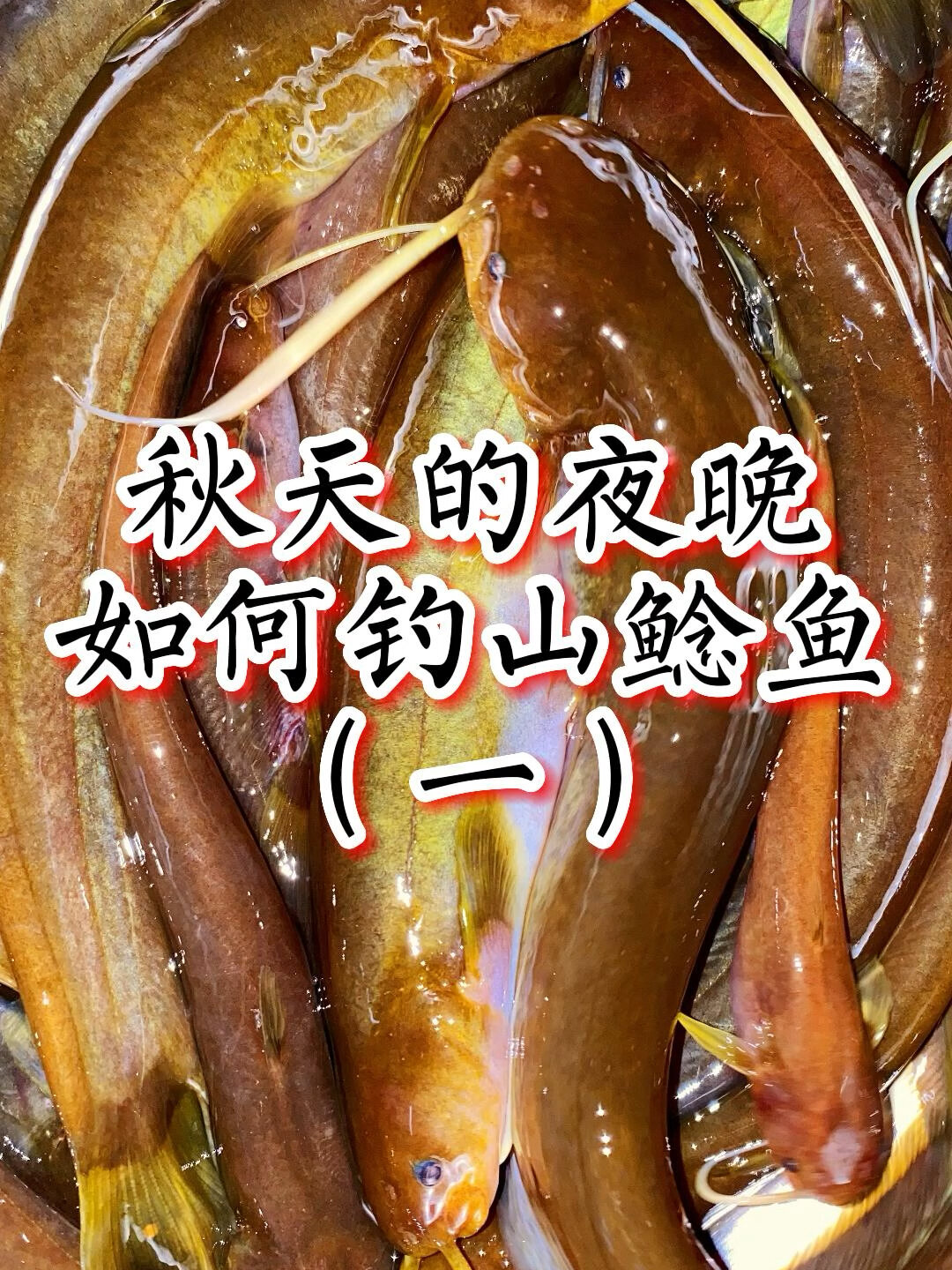 深山老林里夜钓极品山鲶鱼