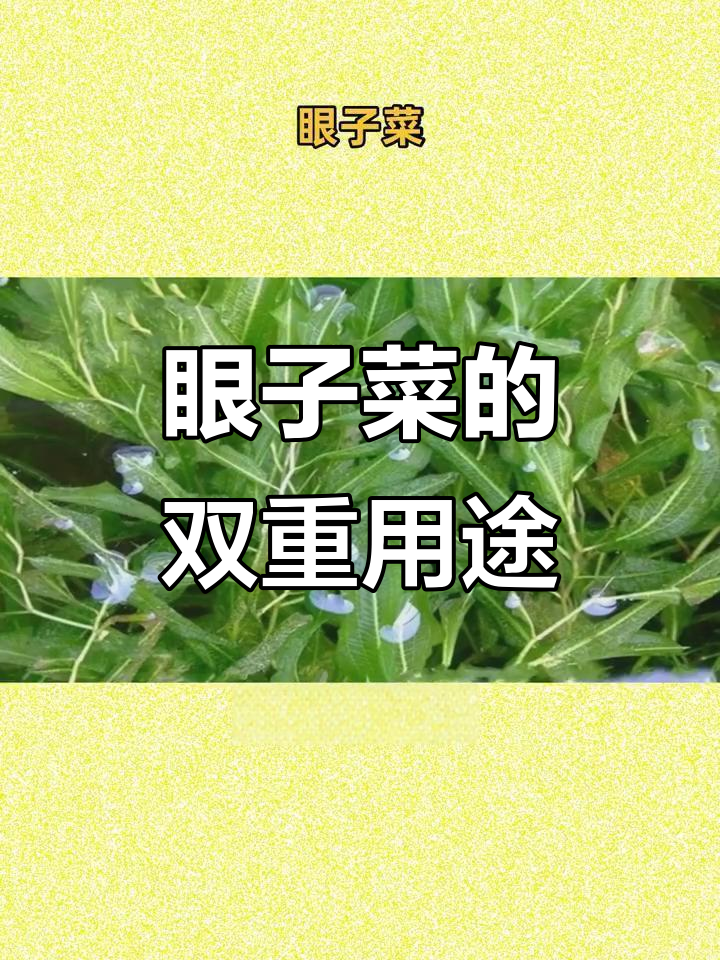 马来眼子菜，硬地生长，绿肥饲料两用