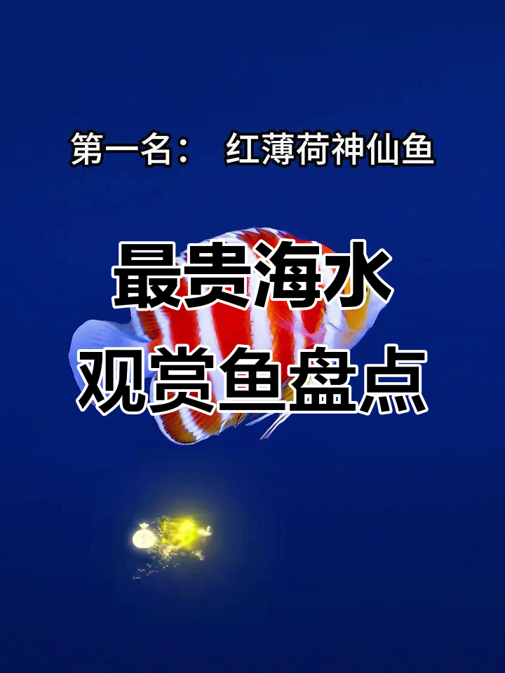 八种最昂贵的海水观赏鱼，看看你认识几种？