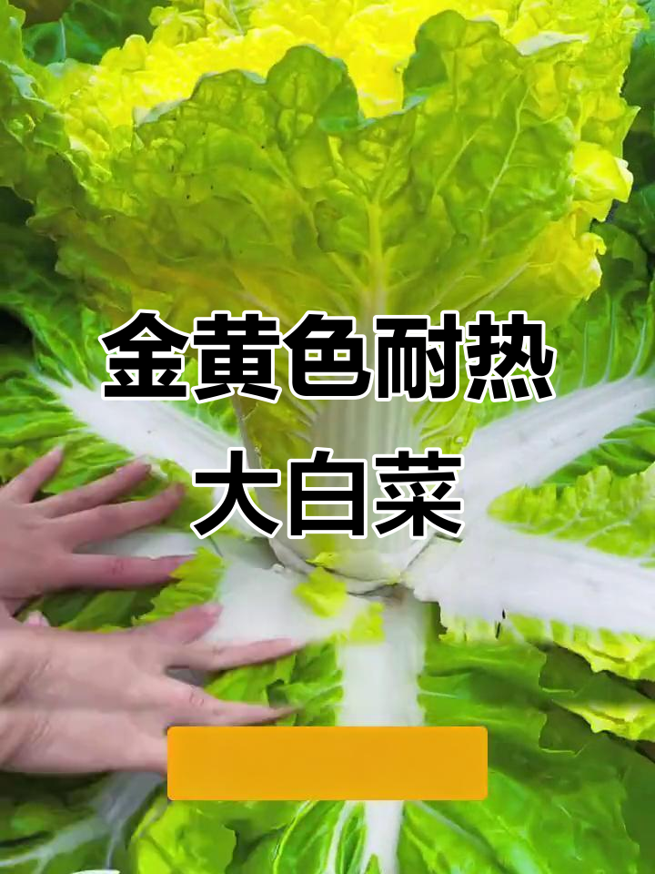 夏季耐热大白菜,嫩叶金黄不烂心,口感鲜香更美味