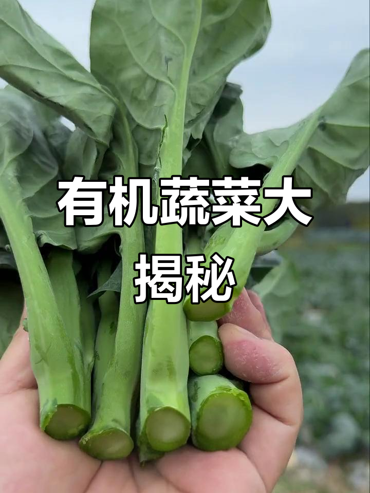 丹姐家的有机蔬菜,白花芥兰与菜心的区别你知道吗?