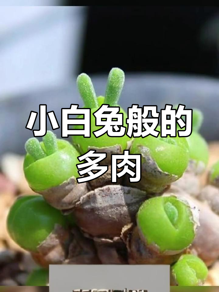 碧光环:兔耳般的可爱多肉,萌态十足