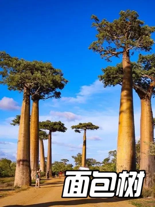 非洲的猴面包树存多神奇？不仅能吃能喝还能往人！