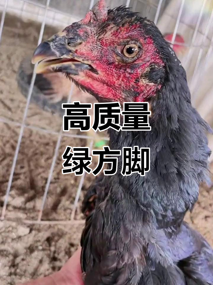 越南斗鸡黑鬼母，品质卓越！现场实拍展示