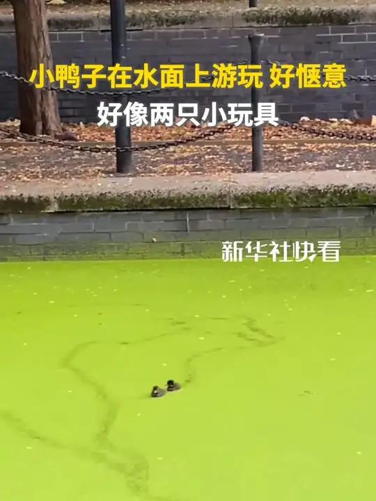 小鸭子在水面上游玩、好惬意，好像两只小玩具。趣中国（来源 新华社快看）