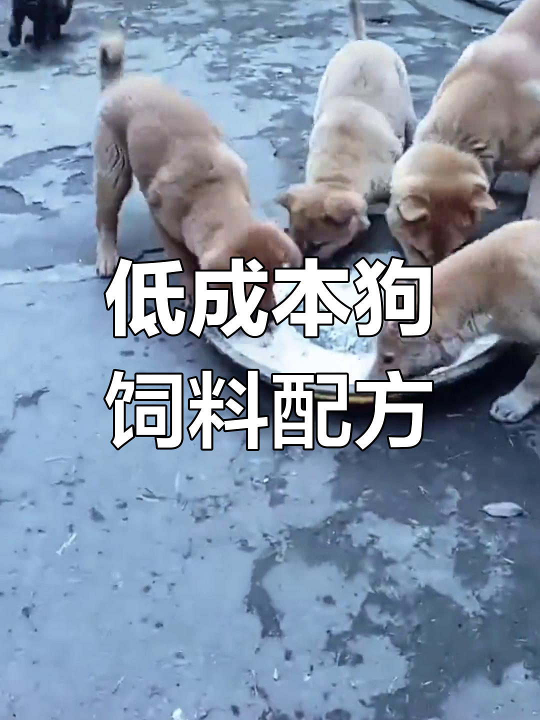幼犬快速增肥秘诀,低成本饲料配方大公开