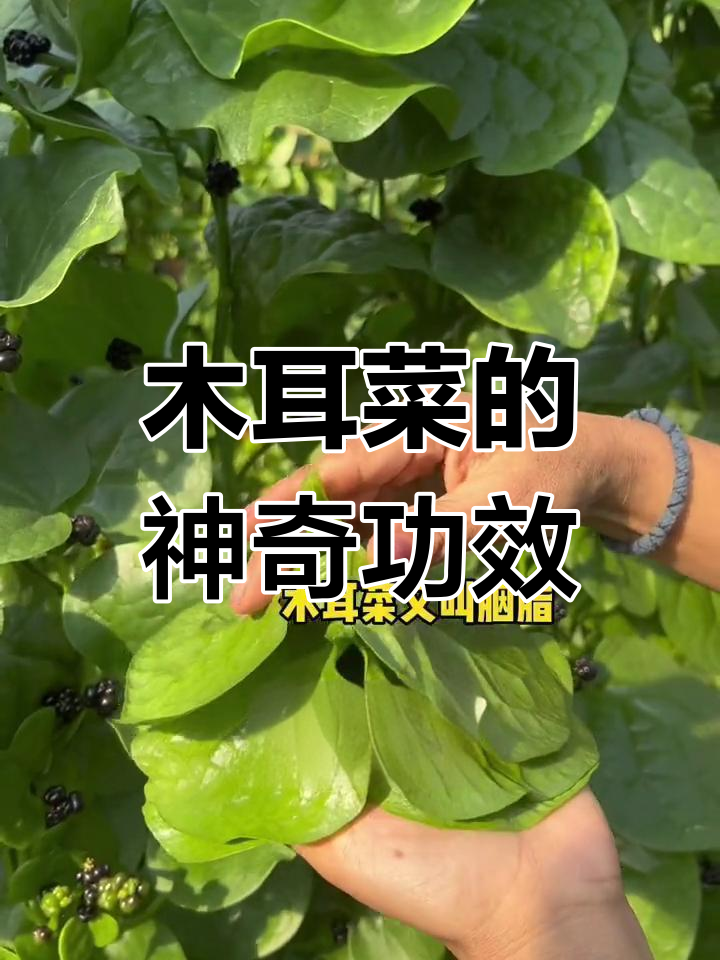 木耳菜:天然护肤,富含维生素与蛋白质