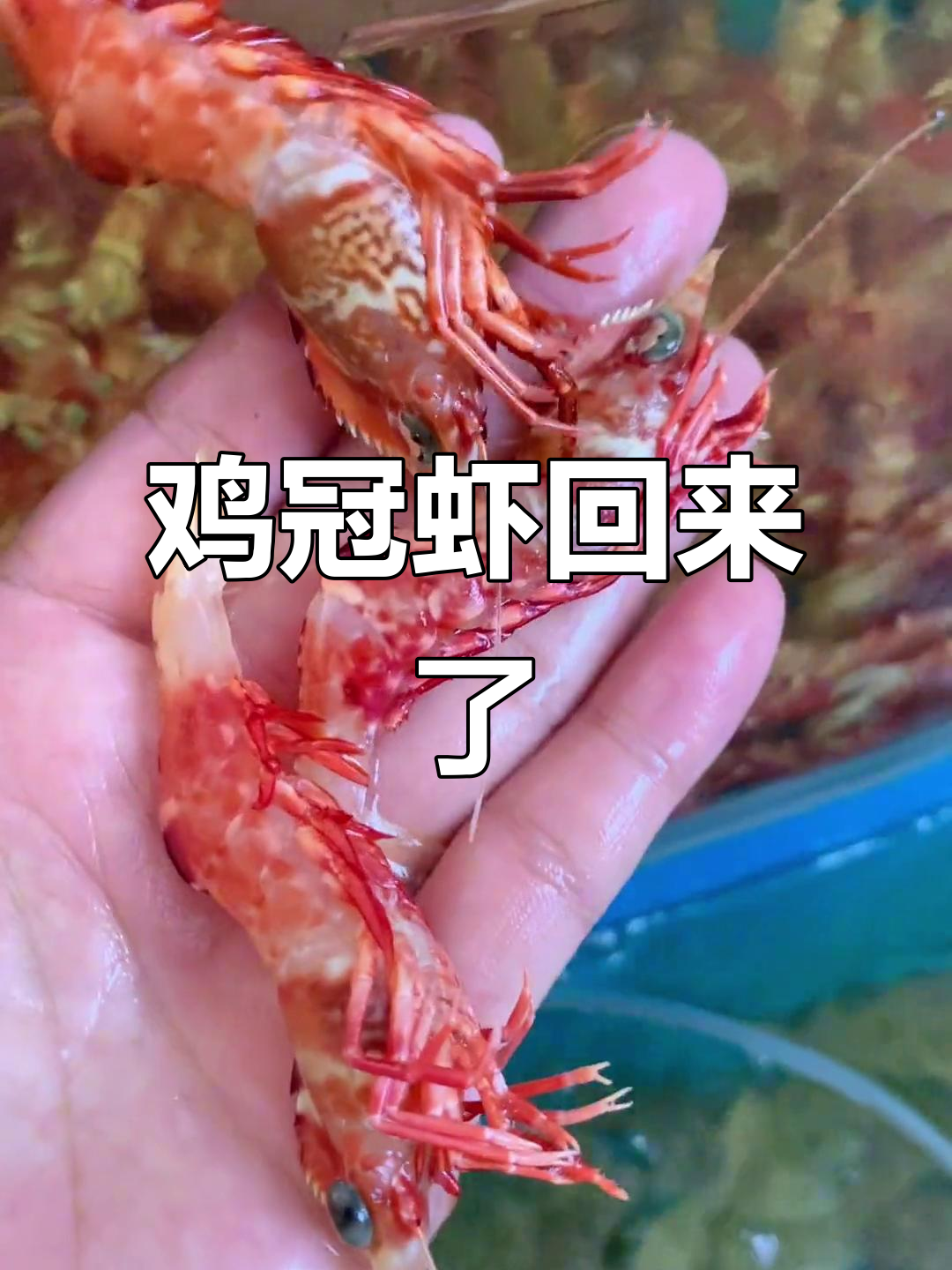 鸡冠虾回归，海鲜爱好者的新宠！