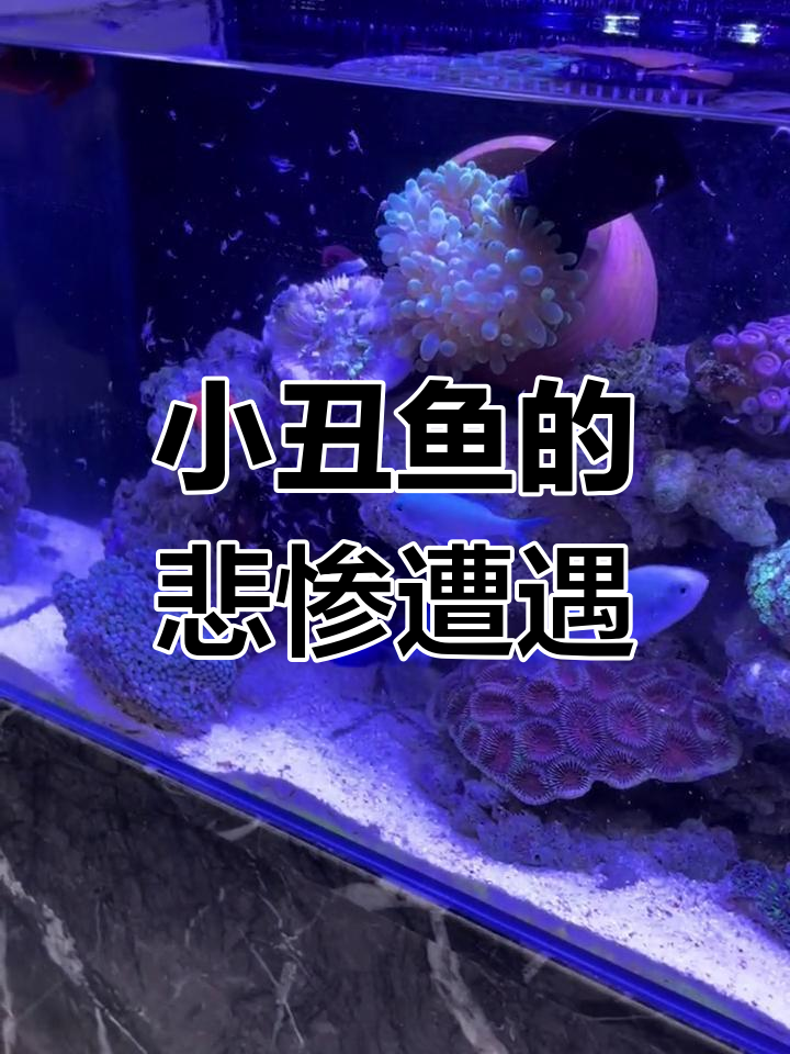 小丑鱼尾巴被咬断,番茄小丑竟是“凶手”!