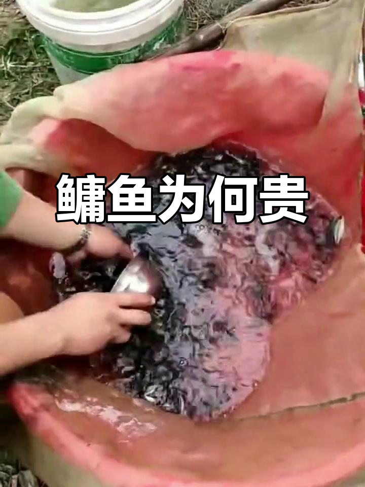 为什么鳙鱼比草鱼更值钱?价格差异背后的真相