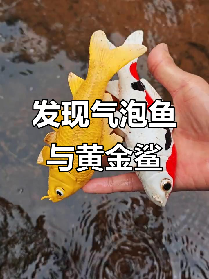 河沟里抓到气泡鱼和黄金鲨,竟然还有长胡须的神秘鱼儿