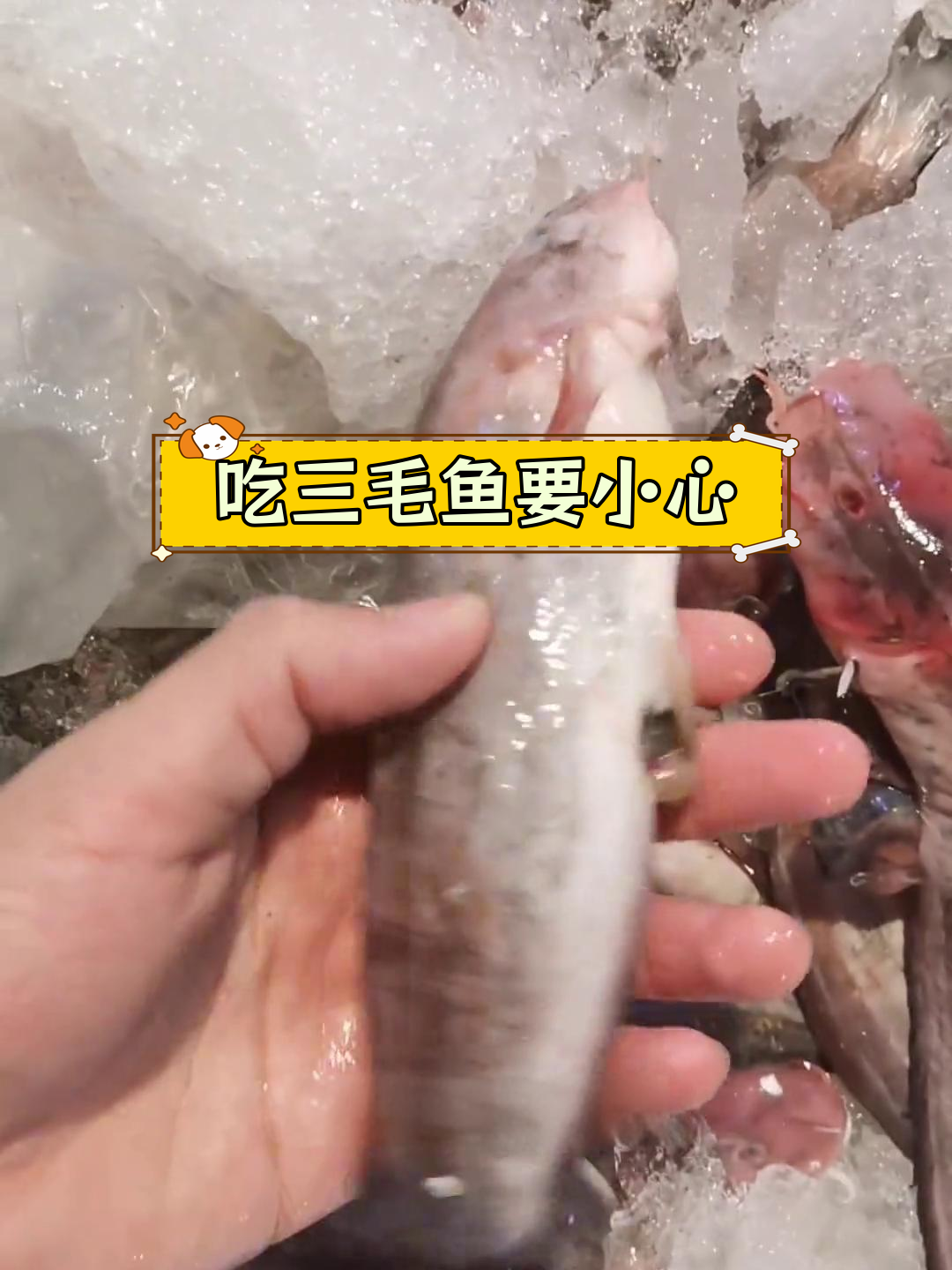 三毛鱼刺有毒,吃前必拔