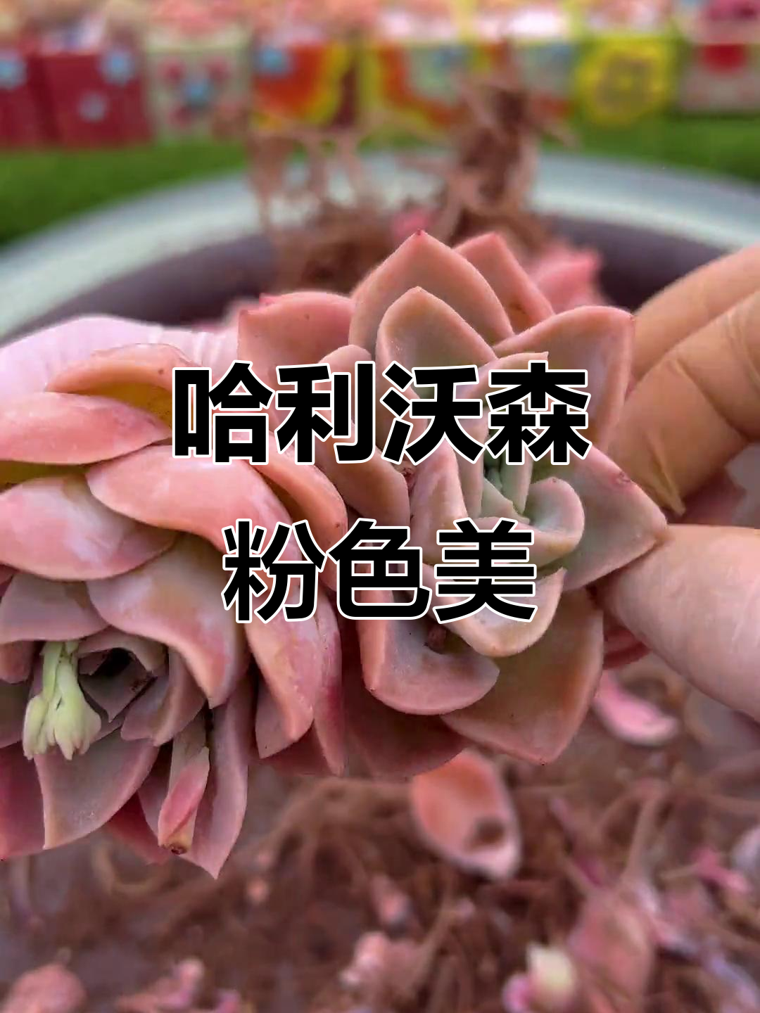 哈利沃森多肉，出状态更粉嫩可爱！