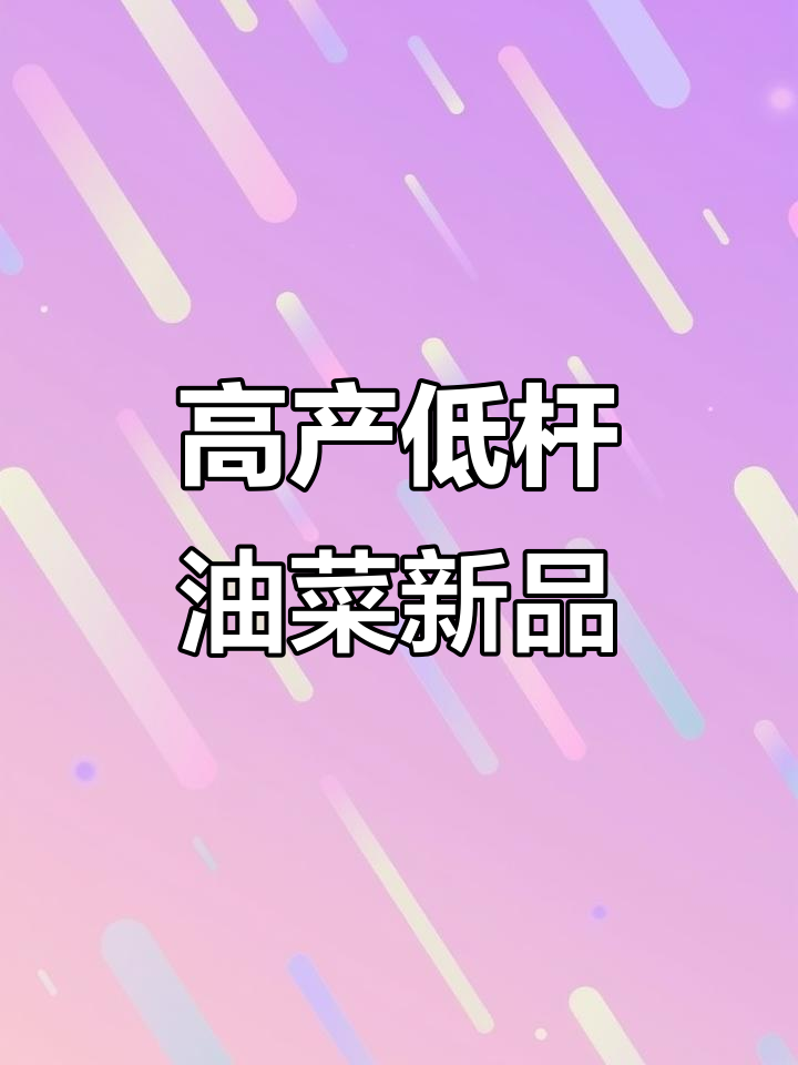 浓香优零零幺油菜新品种,高产矮杆抗倒长夹果