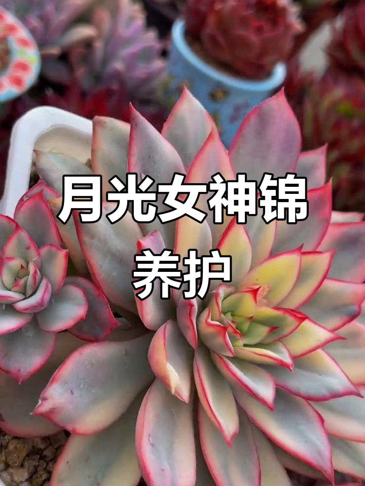 月光女神锦：美丽又易养，多肉植物中的佼佼者
