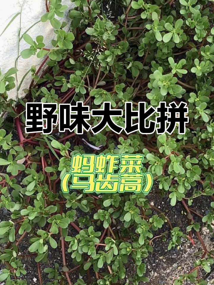 大别山区的野菜盛宴,你吃过哪些?