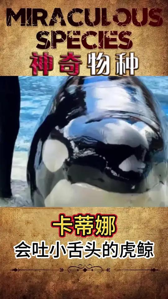 会吐舌头的虎鲸到底有多可爱?你觉得它是什么意思呢?奇妙的动物 萌宠出道计划 动物的迷惑行为