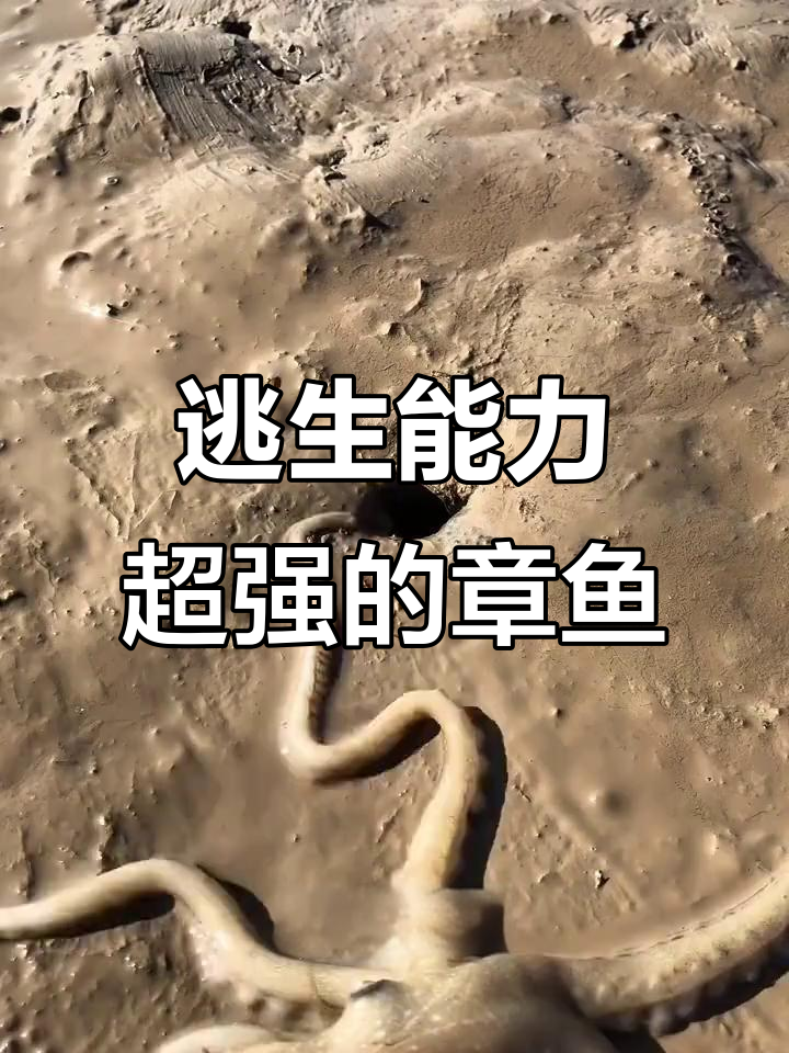 章鱼：海洋中的逃脱大师，变身伪装与钻洞无所不能