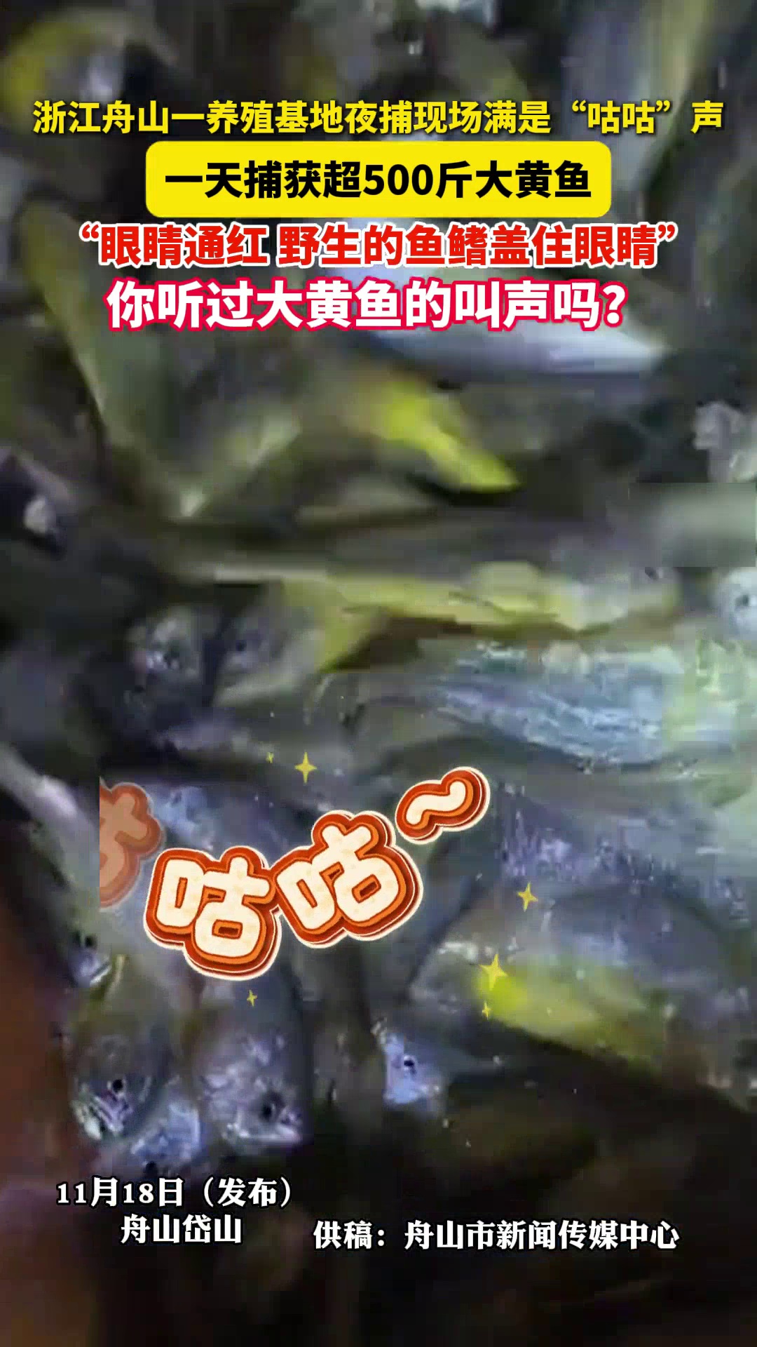 听过大黄鱼的叫声吗?浙江舟山一养殖基地夜捕,1天获500斤大黄鱼