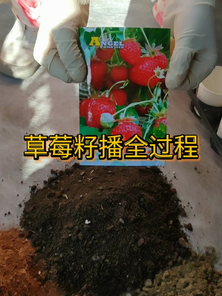 如何用草莓籽种香香甜甜的大草莓?