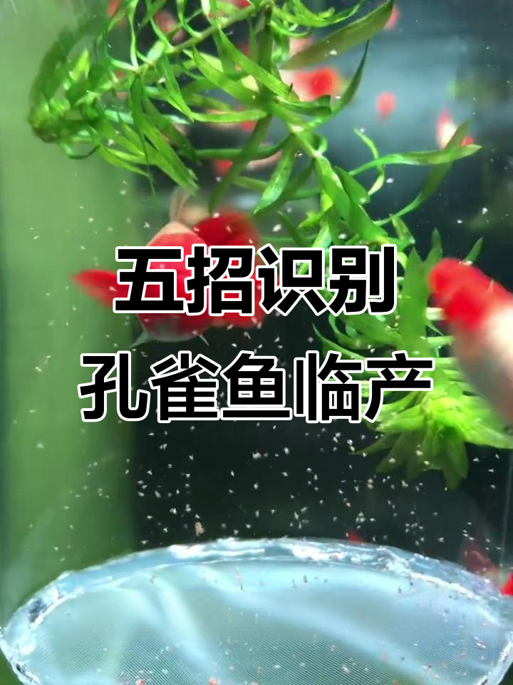 孔雀鱼生产前的五大征兆,轻松判断是否快生了