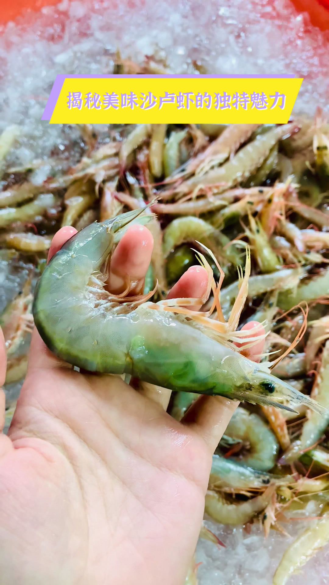 揭秘美味沙卢虾的独特魅力