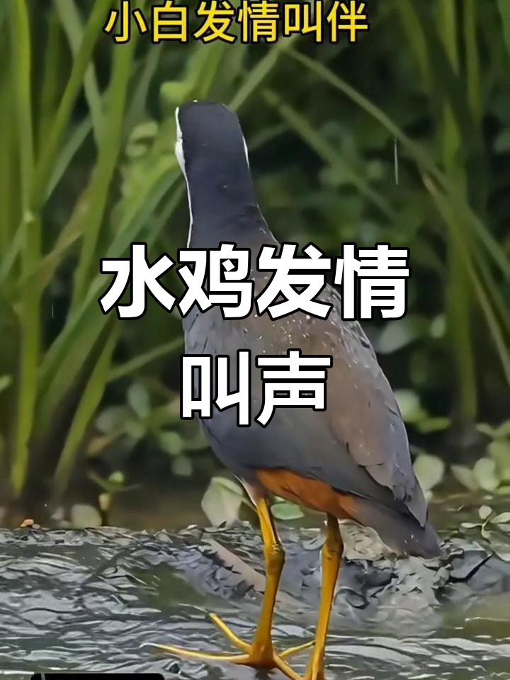 白面水鸡发情鸣叫，声音清脆悦耳
