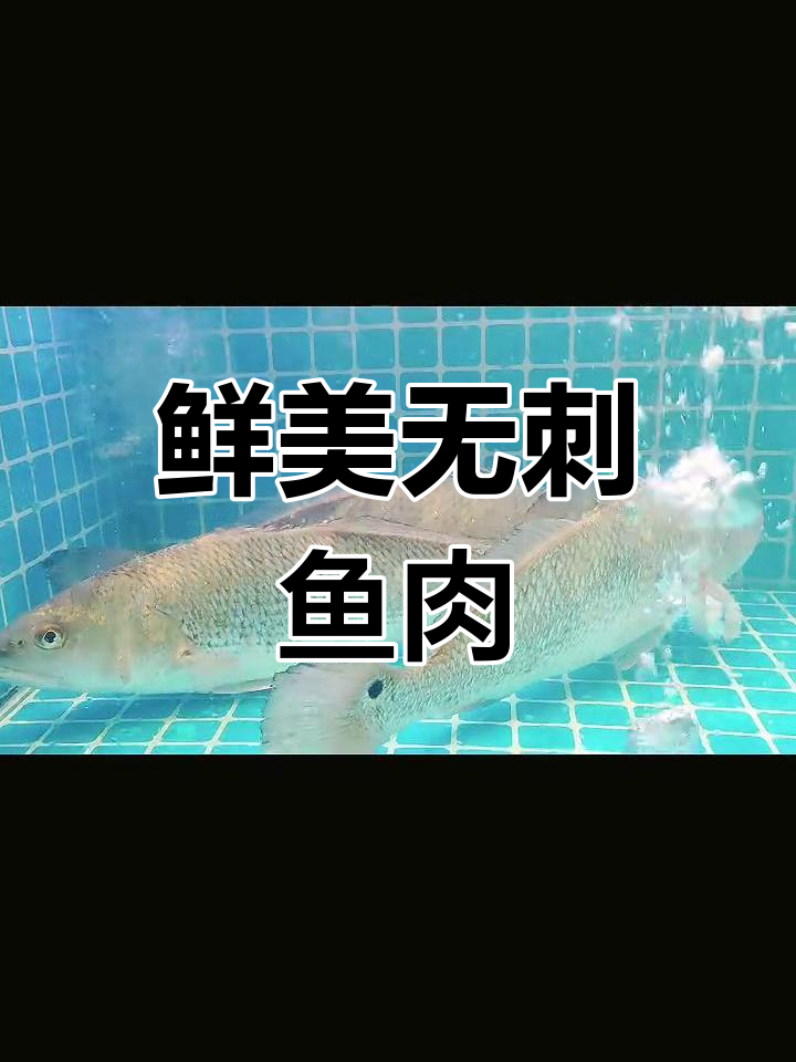 深海百花鱼,清蒸红烧皆宜,肉嫩味美,无刺更佳!
