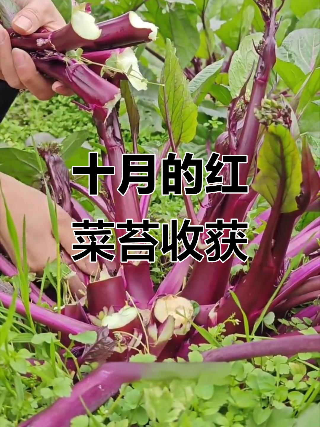 红菜苔3月播种十月丰收,南北皆宜耐寒