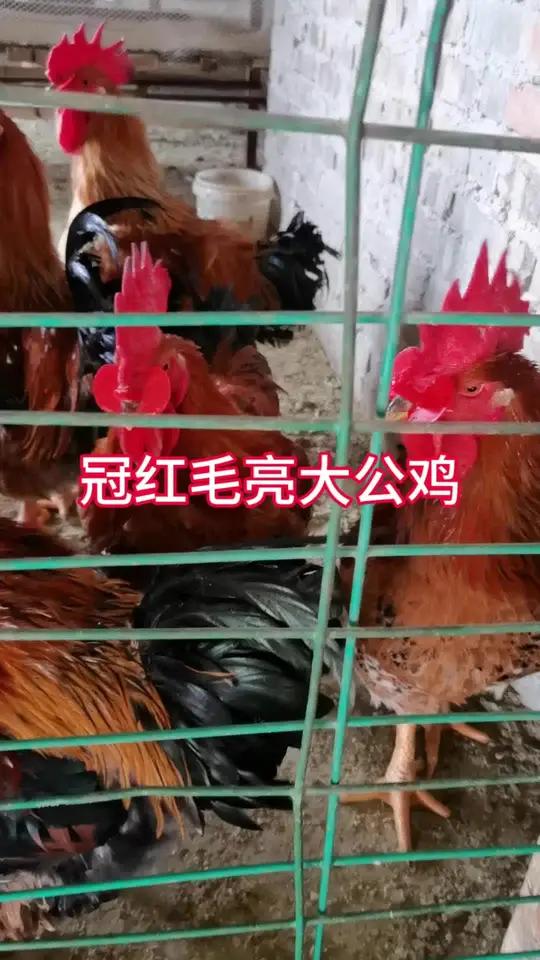 冠红毛亮的大公鸡,养鸡技术养鸡妙招 养鸡技术分享 养鸡小妙招 记录养殖生活 科学养殖 鱼肝