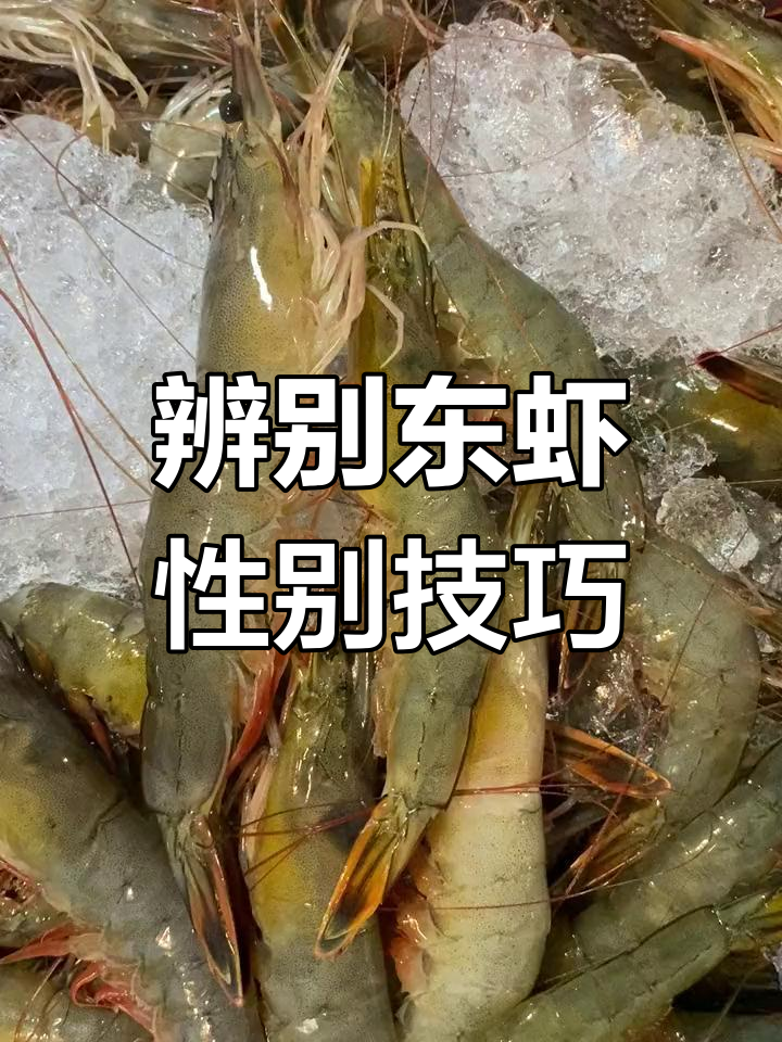 如何区分东方虾的公母