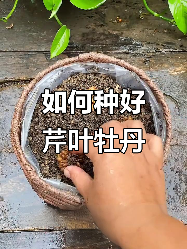 芹叶牡丹种植技巧:从浸泡到养护全攻略