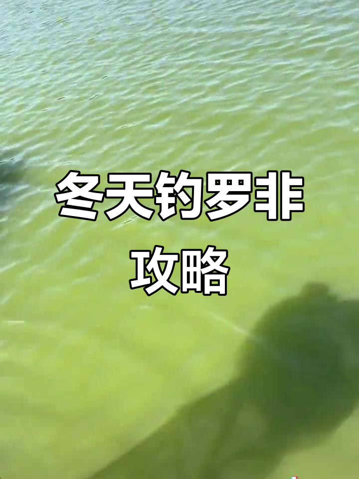冬季钓罗非的绝佳位置与饵料搭配技巧