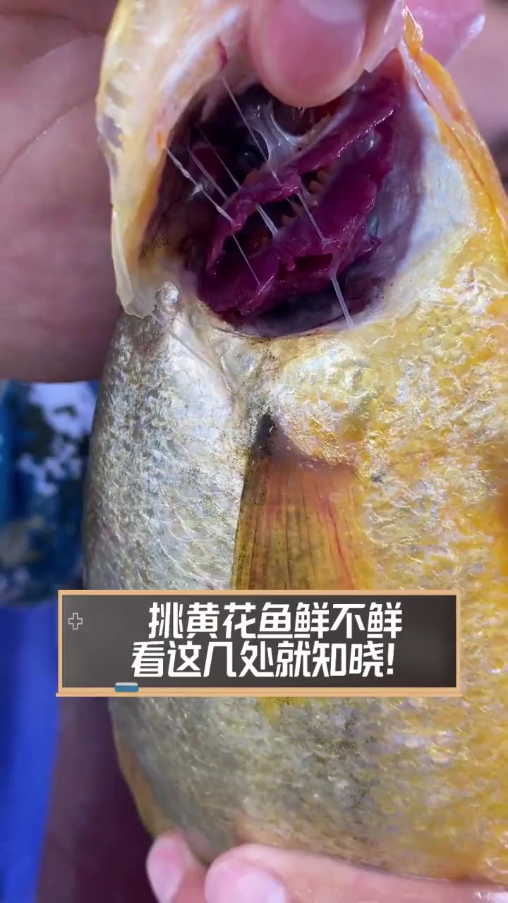挑黄花鱼鲜不鲜,看这几处就知晓!