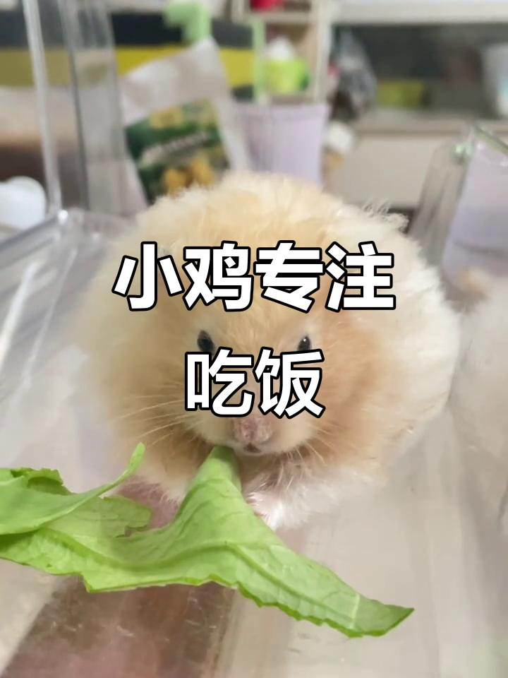 小鸡吃菜太投入,连说话都顾不上