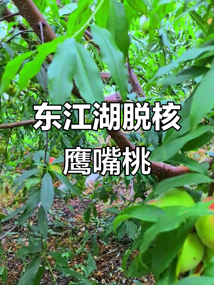 东江湖脱核鹰嘴桃,鲜甜多汁的独特美味