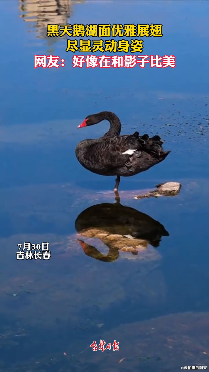 黑天鹅湖面优雅展翅,尽显灵动身姿
