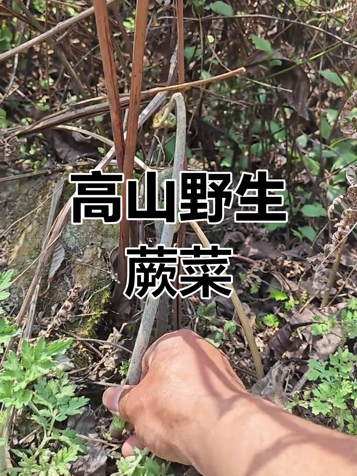 贵州高山野生蕨菜,头茬嫩脆美味,植物纤维丰富