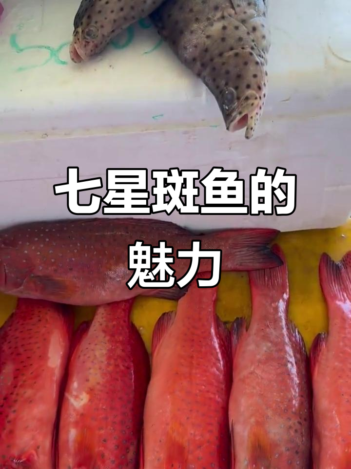 七星斑鱼:美味与神秘的完美结合