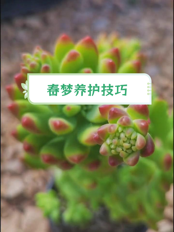 春萌多肉养护全攻略