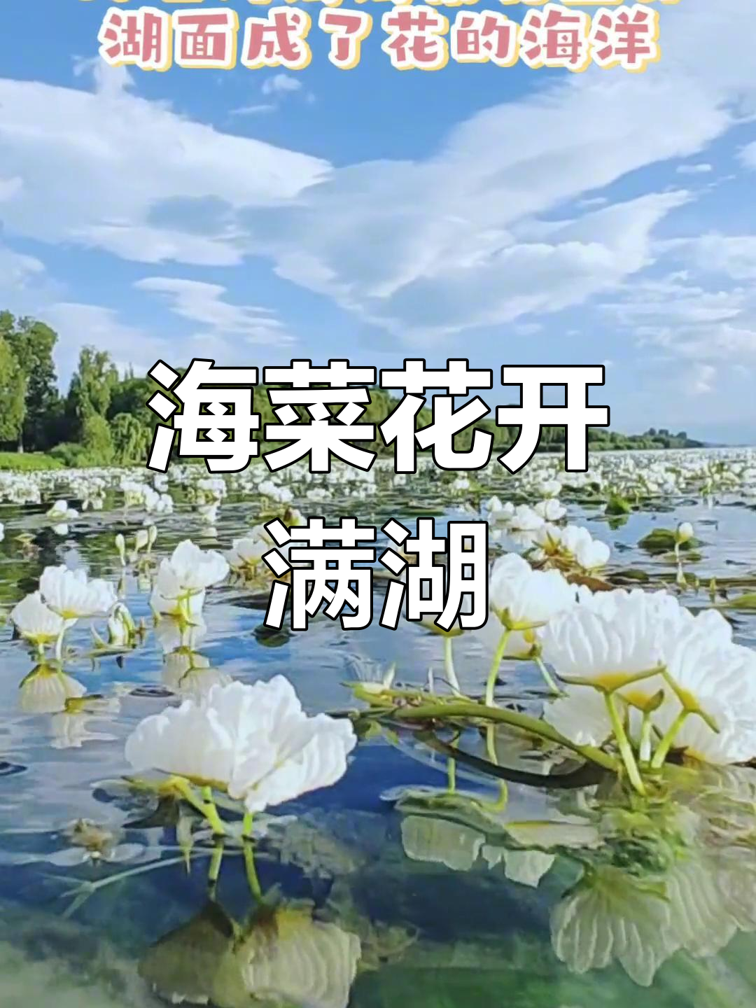 洱海海菜花盛开,湖面成花的海洋